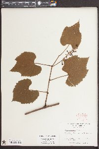 Vitis aestivalis var. aestivalis image