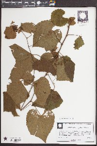 Vitis cinerea image