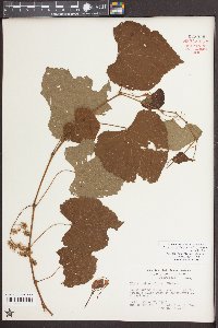 Vitis cinerea var. baileyana image