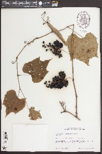 Vitis cinerea image