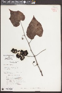 Vitis cinerea image