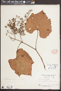 Vitis cinerea var. floridana image