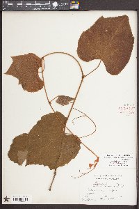 Vitis cinerea image