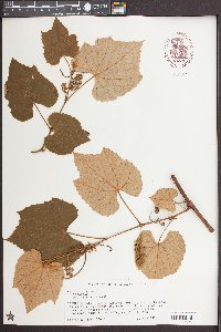 Vitis labrusca image