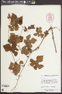 Vitis labrusca image