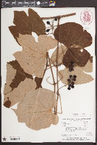 Vitis labrusca image