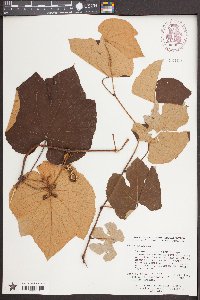 Vitis labrusca image