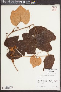 Vitis labrusca image