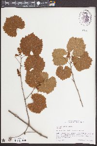 Vitis rotundifolia image