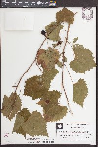 Vitis rotundifolia image