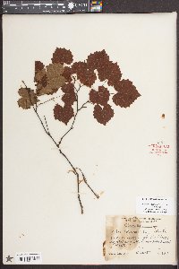 Vitis rotundifolia image