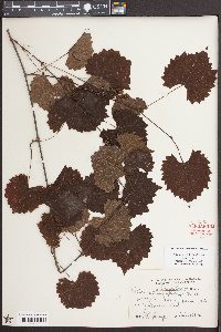 Vitis rotundifolia image