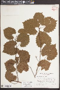 Vitis rotundifolia image