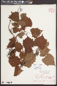 Vitis rotundifolia image