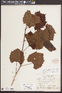 Vitis rotundifolia image