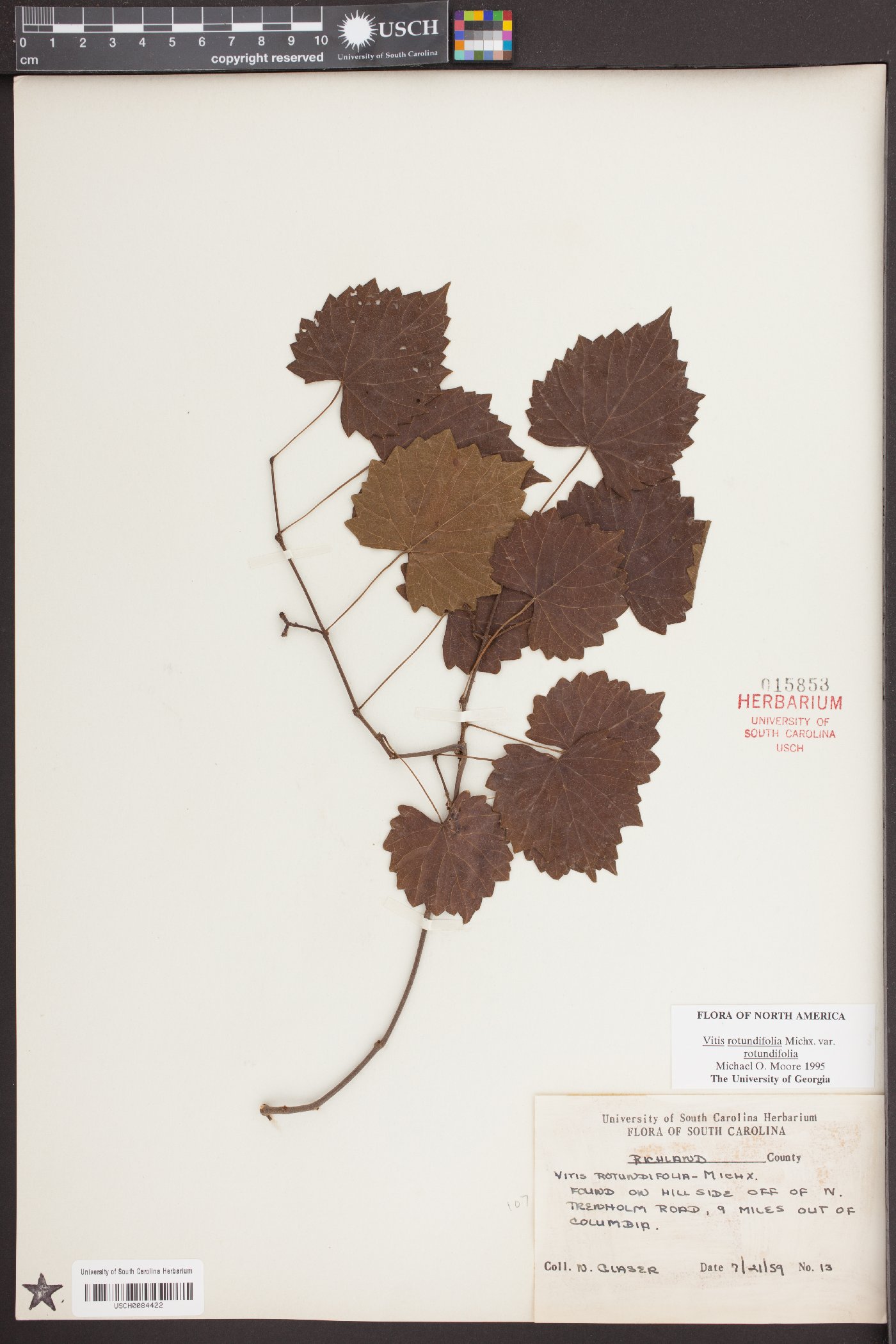 Vitis rotundifolia image