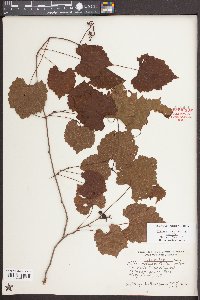 Vitis rotundifolia image