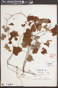 Vitis rotundifolia image