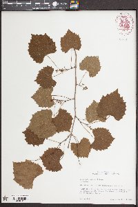 Vitis rotundifolia image