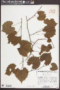 Vitis rotundifolia image