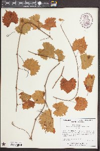 Vitis rotundifolia image