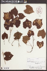 Vitis rotundifolia image