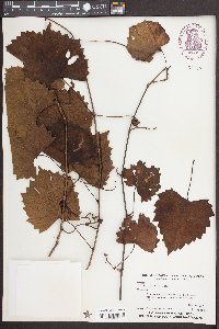 Vitis rotundifolia image