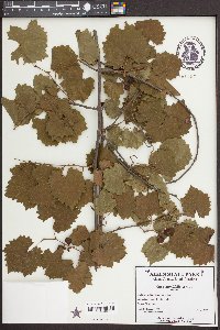 Vitis rotundifolia image