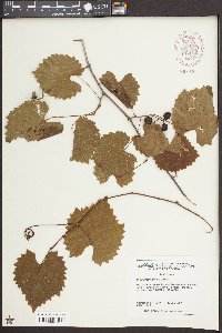 Vitis rotundifolia image