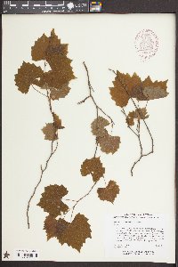 Vitis rotundifolia image