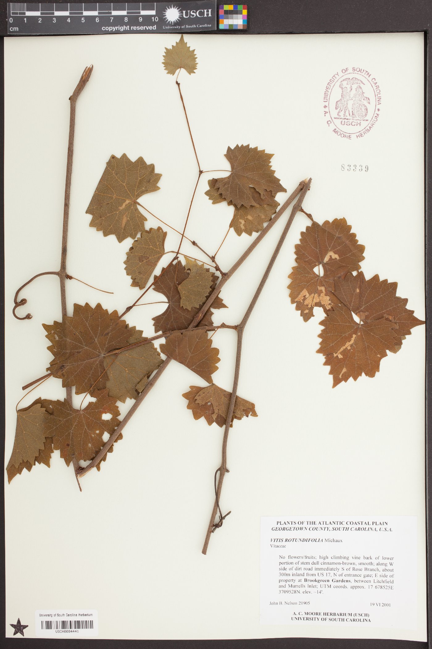 Vitis rotundifolia image