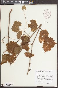 Vitis rotundifolia image