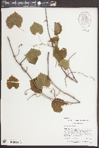 Vitis rotundifolia image