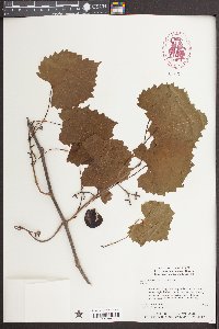 Vitis rotundifolia image