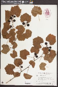 Vitis rotundifolia image