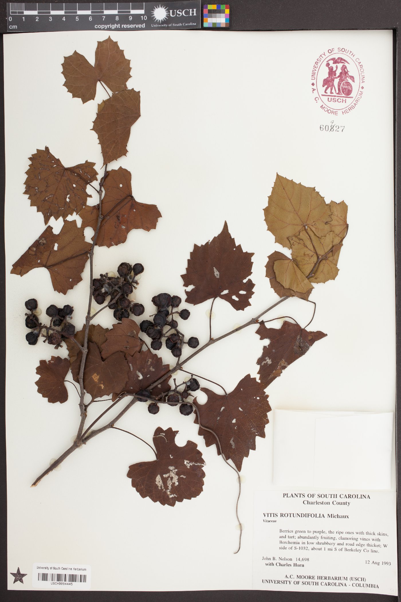 Vitis rotundifolia image