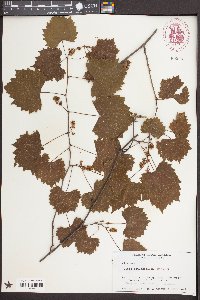 Vitis rotundifolia image