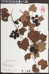 Vitis rotundifolia image