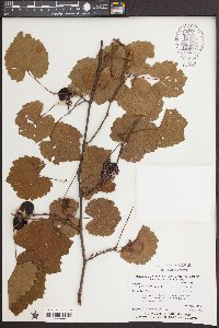 Vitis rotundifolia image