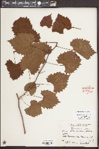 Vitis rotundifolia image