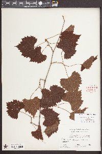 Vitis rotundifolia image