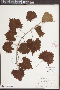 Vitis rotundifolia image