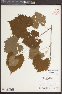 Vitis rotundifolia image