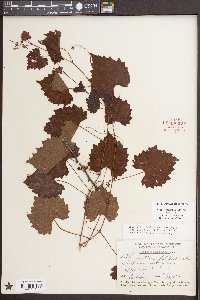 Vitis rotundifolia image