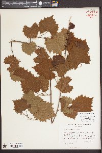 Vitis rotundifolia image
