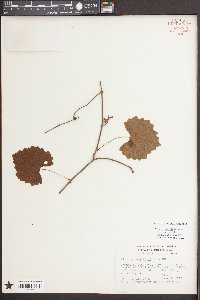 Vitis rotundifolia image