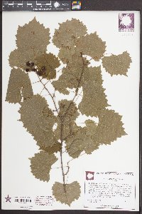 Vitis rotundifolia image