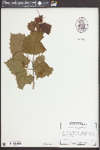 Vitis rotundifolia image