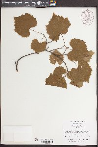 Vitis rotundifolia image