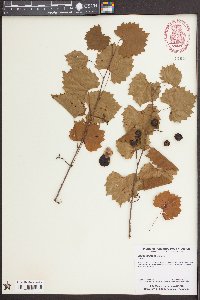 Vitis rotundifolia image